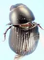 Oscarinus floridanus 0