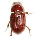 Oscarinus matiganae