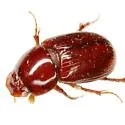 Oscarinus matiganae - photo 2