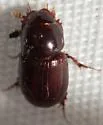 Oscarinus matiganae - photo 3