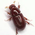 Oscarinus matiganae - photo 4
