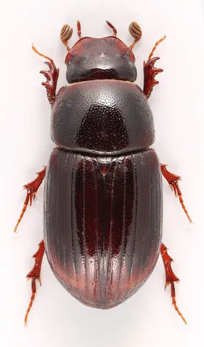 Oscarinus rusicola
