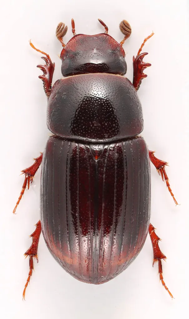 Oscarinus rusicola - photo 2
