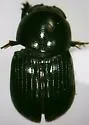 Oscarinus silvanicus - Oscarinus silvanicus