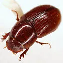 Oscarinus stuessyi - Oscarinus stuessyi