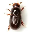 Oscarinus texensis - Oscarinus texensis