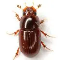 Oscarinus texensis - photo 2