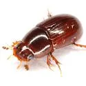 Oscarinus texensis - photo 3