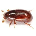 Oscarinus texensis - photo 4