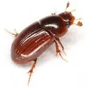Oscarinus texensis - photo 5