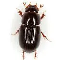 Oscarinus welderi - Oscarinus welderi