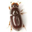 Oscarinus welderi - photo 3