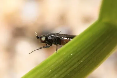 Oscinella maura