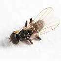 Oscinisoma alienum