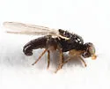 Oscinisoma alienum - photo 2