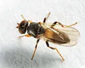 Oscinisoma alienum - photo 3
