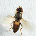 Oscinisoma alienum - photo 4