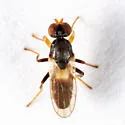 Oscinisoma alienum - photo 5