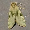 Green Oslaria - Hodges#9791