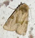 Green Oslaria - Hodges#9791 - photo 2