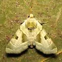 Green Oslaria - Hodges#9791 - photo 4