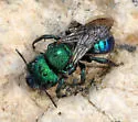 Osmia aglaia