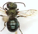 Osmia botitena