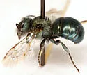 Osmia botitena - photo 2