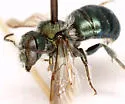 Osmia botitena - photo 3