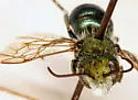 Osmia botitena - photo 4