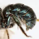 Osmia botitena - photo 5