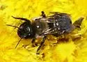 Bufflehead Mason Bee