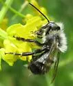 Bufflehead Mason Bee - photo 2