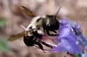 Bufflehead Mason Bee - photo 3