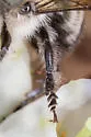 Bufflehead Mason Bee - photo 5