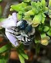 Blue Calamintha Bee