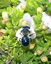 Blue Calamintha Bee - photo 2