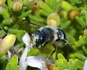 Blue Calamintha Bee - photo 3