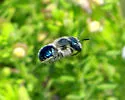Blue Calamintha Bee - photo 4