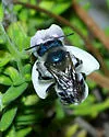 Blue Calamintha Bee - photo 5