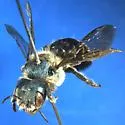 Osmia chalybea - photo 2