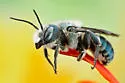 Osmia chalybea - photo 3