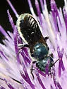 Osmia chalybea - photo 4