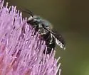Osmia chalybea - photo 5