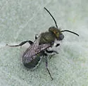 Osmia clarescens