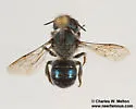 Osmia clarescens - photo 2