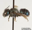 Osmia clarescens - photo 3