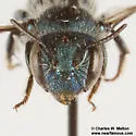 Osmia clarescens - photo 4