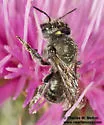 Osmia clarescens - photo 5