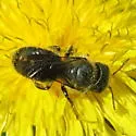 Colorado Mason Bee - photo 2